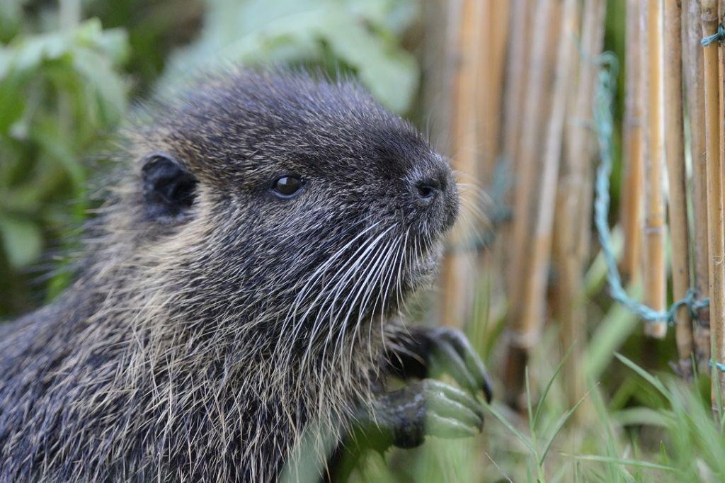 Nutria trasporta prole